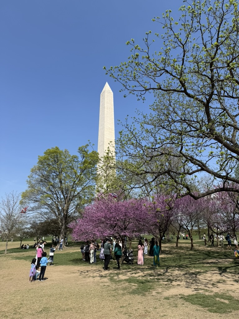 Cherry blossoms in Washington D.C.